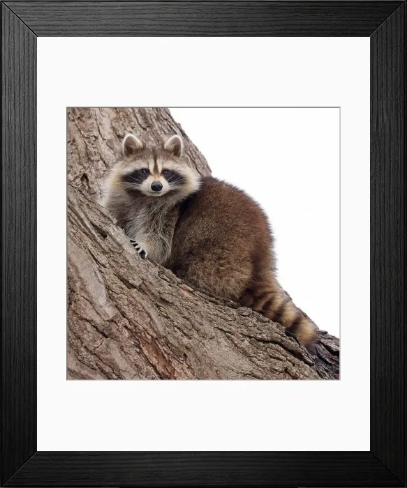 Framed Print : Raccoon portrait on the tree, Montreal, Canada Framed Print : Raccoon portrait on the tree, Montreal, Canada