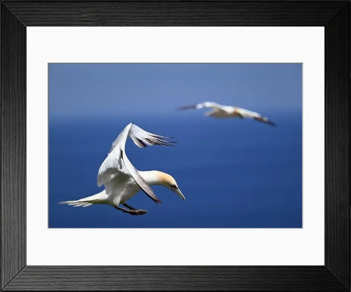 Framed Print : One of the most important colony of gannets (fous de Bassan) in the world is on the ile Bonanventure Framed Print : One of the most important colony of gannets (fous de Bassan) in the world is on the ile Bonanventure