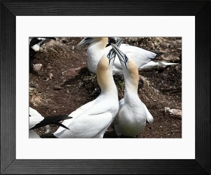Framed Print : One of the most important colony of gannets (fous de Bassan) in the world is on the ile Bonanventure Framed Print : One of the most important colony of gannets (fous de Bassan) in the world is on the ile Bonanventure