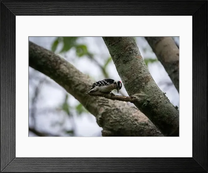 Framed Print : Downy woodpecker on the branch of a tree Framed Print : Downy woodpecker on the branch of a tree