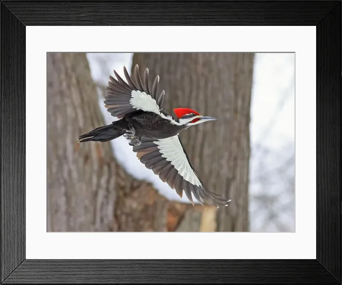 Framed Print : Pileated woodpecker flying in the forest, Montreal, Canada Framed Print : Pileated woodpecker flying in the forest, Montreal, Canada