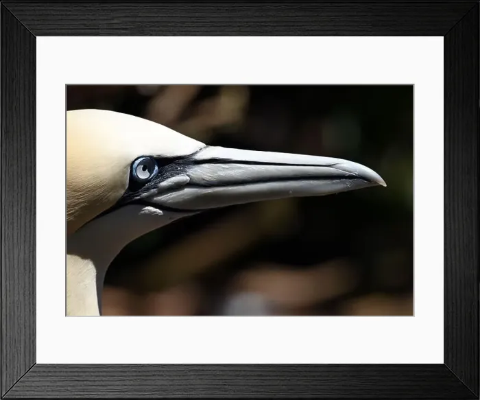 Framed Print : One of the most important colony of gannets (fous de Bassan) in the world is on the ile Bonanventure Framed Print : One of the most important colony of gannets (fous de Bassan) in the world is on the ile Bonanventure