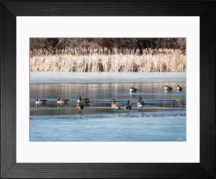 Framed Print : Waukesha County, Wisconsin. Ice on a local mill pond is just beginning to break up in early March Framed Print : Waukesha County, Wisconsin. Ice on a local mill pond is just beginning to break up in early March