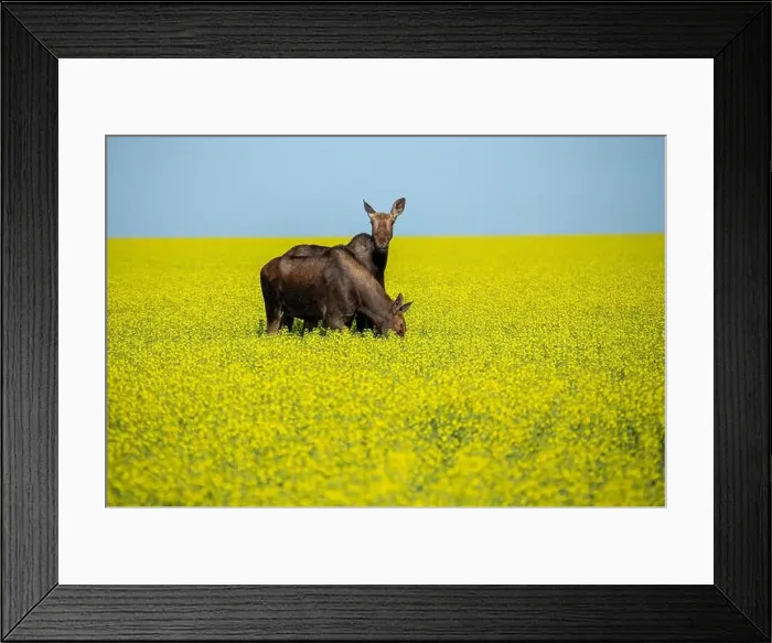 Framed Print : Two moose are grazing peacefully in a vibrant yellow canola field, enjoying the summer day under a clear blue sky Framed Print : Two moose are grazing peacefully in a vibrant yellow canola field, enjoying the summer day under a clear blue sky