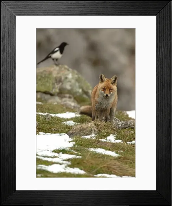 Framed Print : Red fox in a high mountain area on a very snowy day with the last light of a cold winter day Framed Print : Red fox in a high mountain area on a very snowy day with the last light of a cold winter day