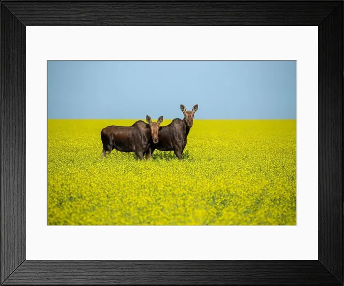Framed Print : Two moose are standing in a canola field on a beautiful sunny day Framed Print : Two moose are standing in a canola field on a beautiful sunny day