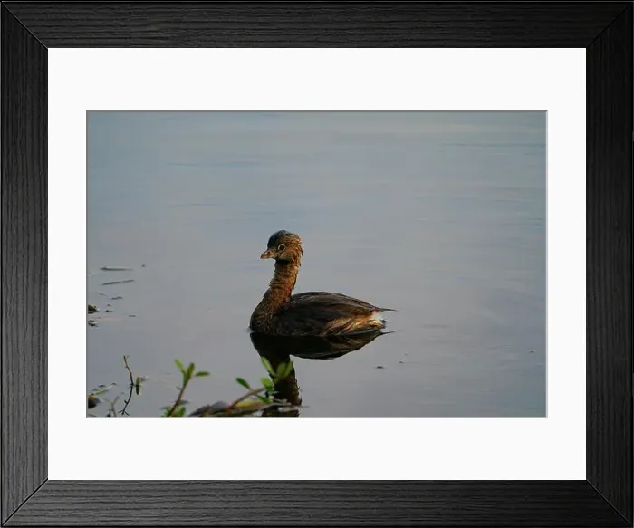 Framed Print : Pied-billed Grebe swimming in a river Framed Print : Pied-billed Grebe swimming in a river