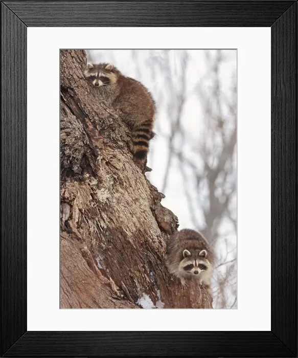 Framed Print : Funny raccoons on the tree, Montreal, Canada Framed Print : Funny raccoons on the tree, Montreal, Canada