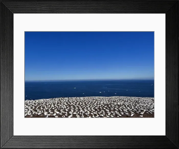 Framed Print : One of the most important colony of gannets (fous de Bassan) in the world is on the ile Bonanventure Framed Print : One of the most important colony of gannets (fous de Bassan) in the world is on the ile Bonanventure