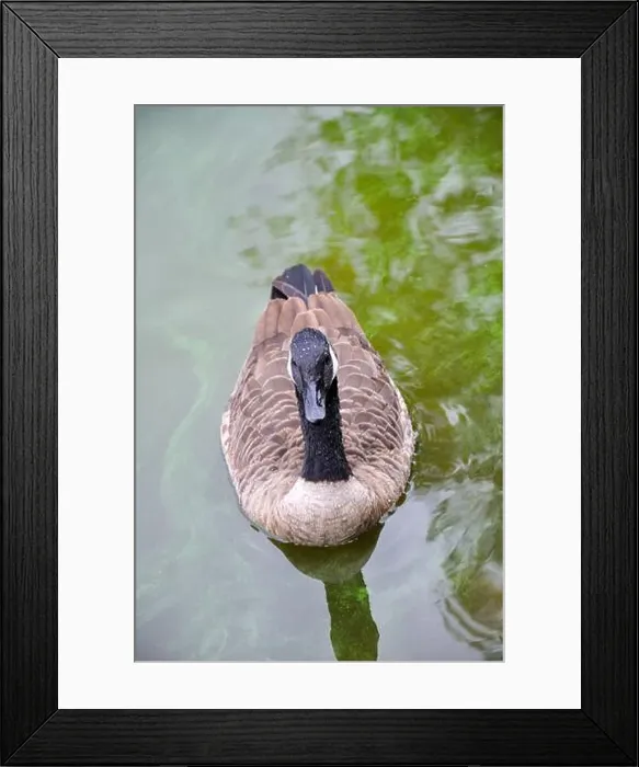 Framed Print : Canada Goose, Branta canadensis on a pond. Close-up Framed Print : Canada Goose, Branta canadensis on a pond. Close-up