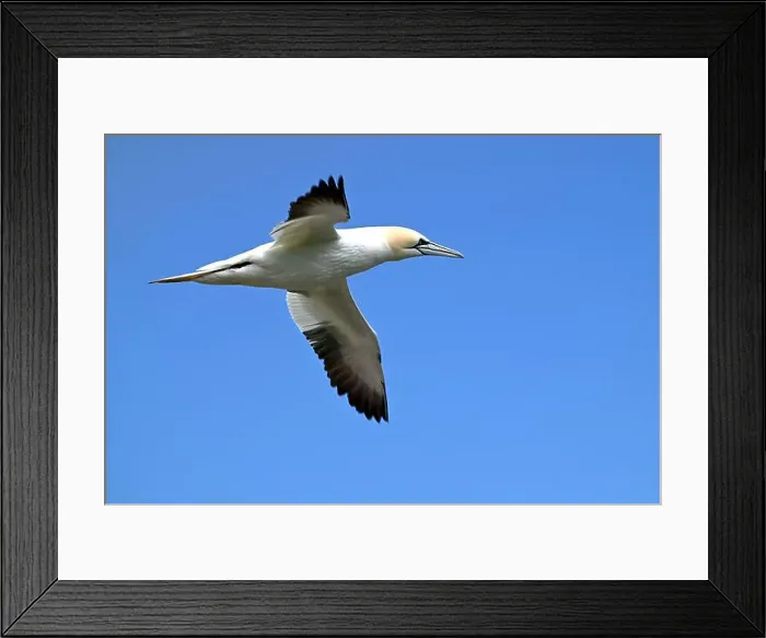 Framed Print : One of the most important colony of gannets (fous de Bassan) in the world is on the ile Bonanventure Framed Print : One of the most important colony of gannets (fous de Bassan) in the world is on the ile Bonanventure