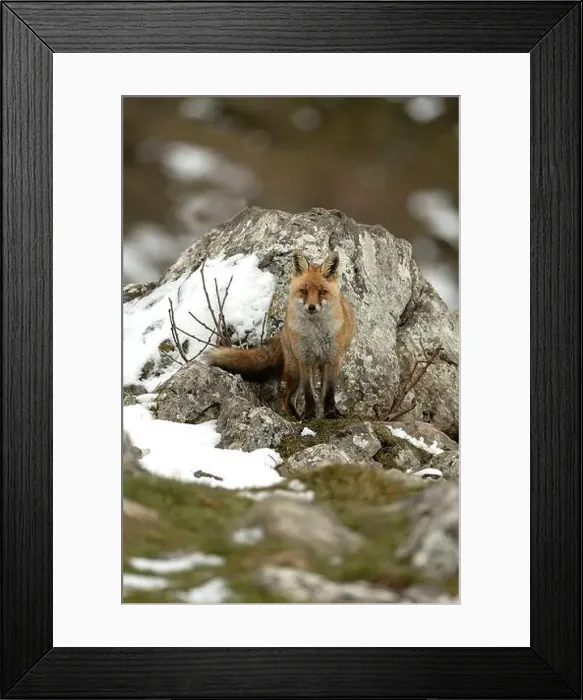 Framed Print : Red fox in a high mountain area on a very snowy day with the last light of a cold winter day Framed Print : Red fox in a high mountain area on a very snowy day with the last light of a cold winter day