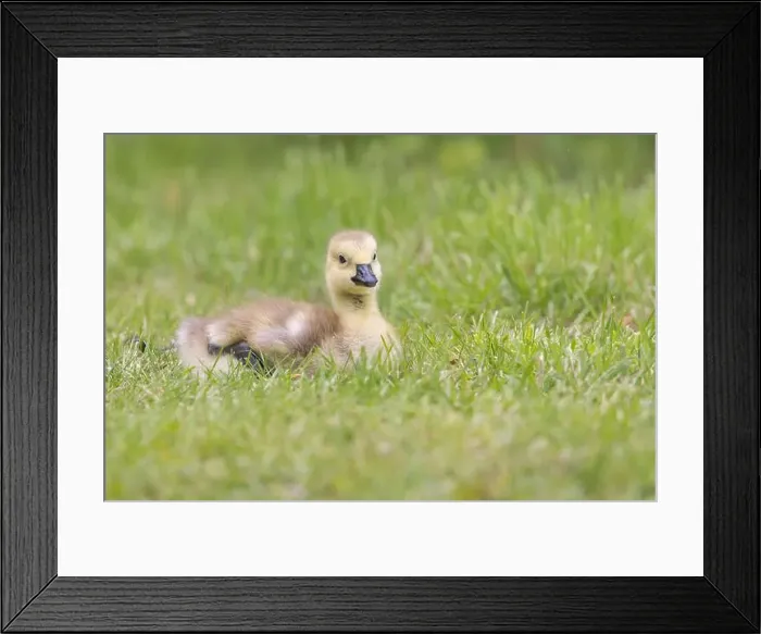 Framed Print : Canada Goose [ Branta canadensis ] gosling on grass