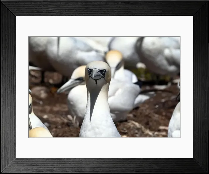 Framed Print : One of the most important colony of gannets (fous de Bassan) in the world is on the ile Bonanventure Framed Print : One of the most important colony of gannets (fous de Bassan) in the world is on the ile Bonanventure