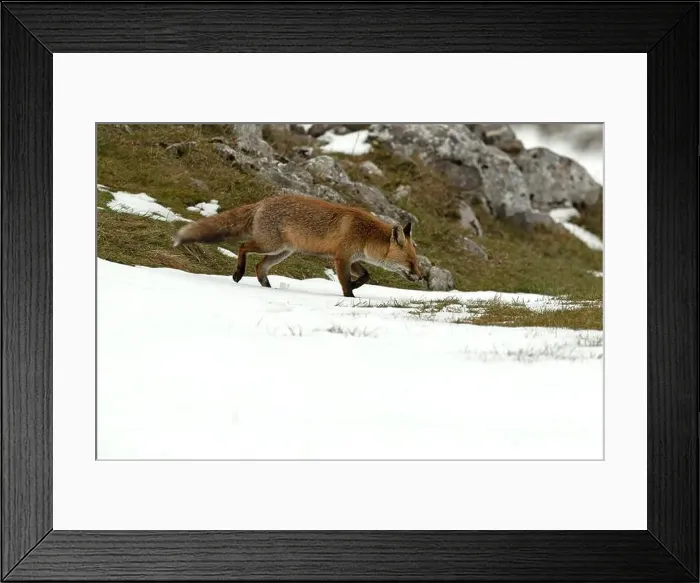 Framed Print : Red fox in a high mountain area on a very snowy day with the last light of a cold winter day Framed Print : Red fox in a high mountain area on a very snowy day with the last light of a cold winter day