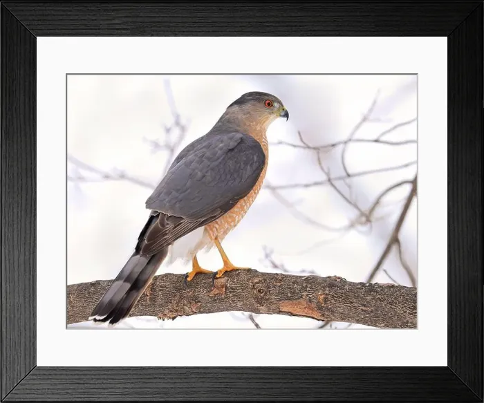Framed Print : Cooper's hawk sitting on a tree branch in the forest, Quebec, Canada Framed Print : Cooper's hawk sitting on a tree branch in the forest, Quebec, Canada
