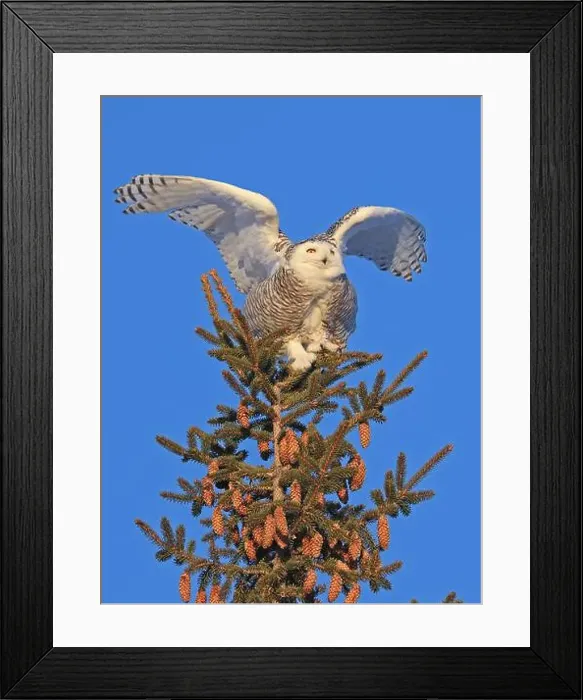 Framed Print : Snowy Owl female perched in a pine with blue sky on the background in Quebec, Canada Framed Print : Snowy Owl female perched in a pine with blue sky on the background in Quebec, Canada