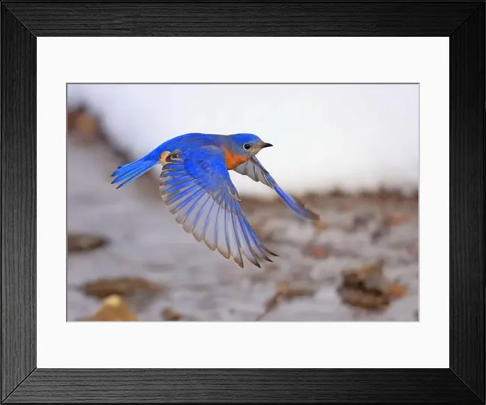 Framed Print : Bluebird flying over the river in the forest, Montreal, Canada Framed Print : Bluebird flying over the river in the forest, Montreal, Canada