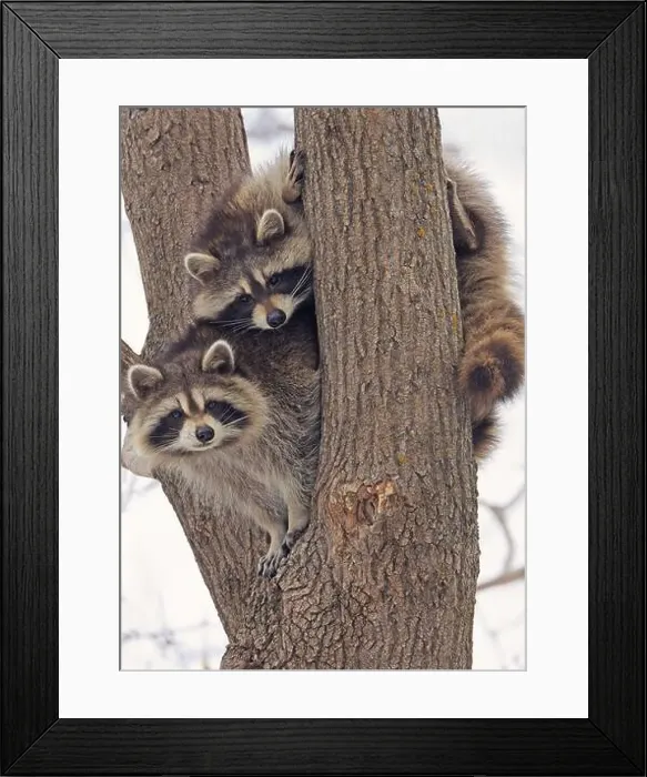 Framed Print : Funny raccoons on the tree, Montreal, Canada Framed Print : Funny raccoons on the tree, Montreal, Canada