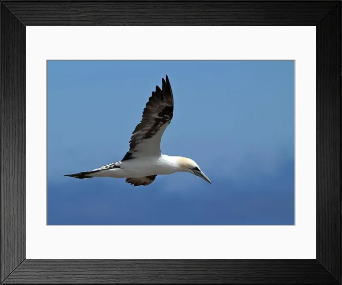 Framed Print : One of the most important colony of gannets (fous de Bassan) in the world is on the ile Bonanventure Framed Print : One of the most important colony of gannets (fous de Bassan) in the world is on the ile Bonanventure