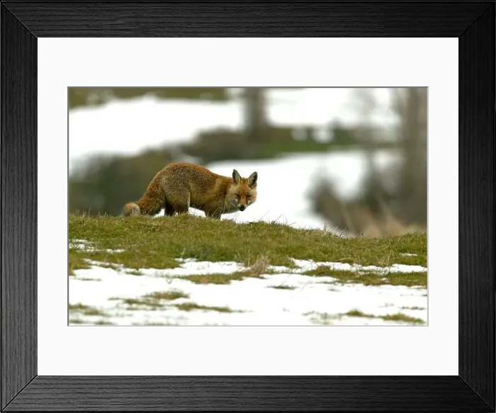 Framed Print : Red fox in a high mountain area on a very snowy day with the last light of a cold winter day Framed Print : Red fox in a high mountain area on a very snowy day with the last light of a cold winter day