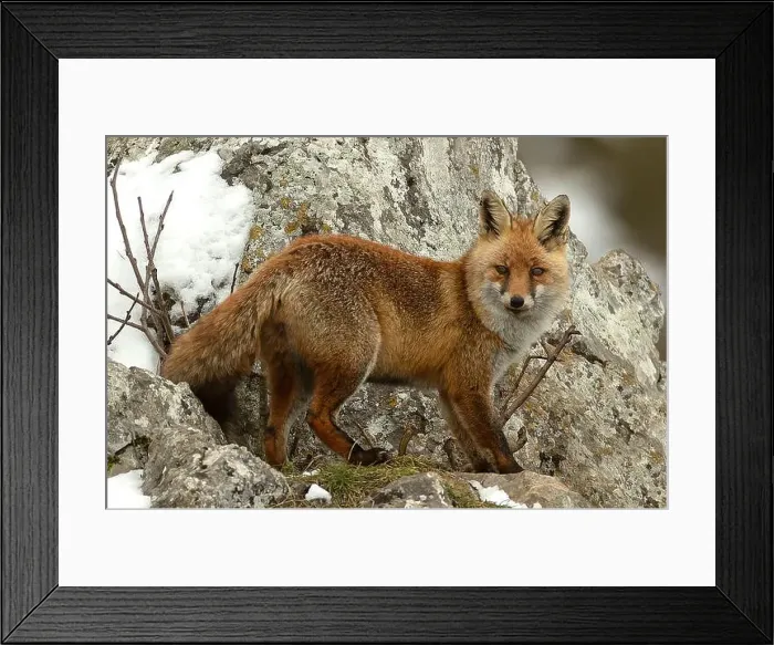 Framed Print : Red fox in a high mountain area on a very snowy day with the last light of a cold winter day Framed Print : Red fox in a high mountain area on a very snowy day with the last light of a cold winter day