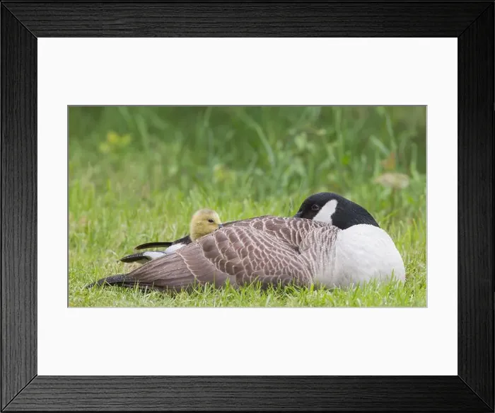 Framed Print : Canada Goose [ Branta canadensis ] resting on grass with gosling poking head out from under its wing