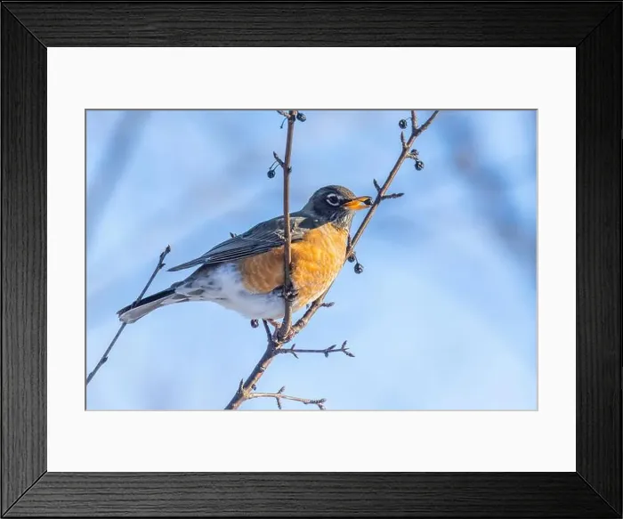 Framed Print : American robin (Turdus migratorius) in winter Framed Print : American robin (Turdus migratorius) in winter