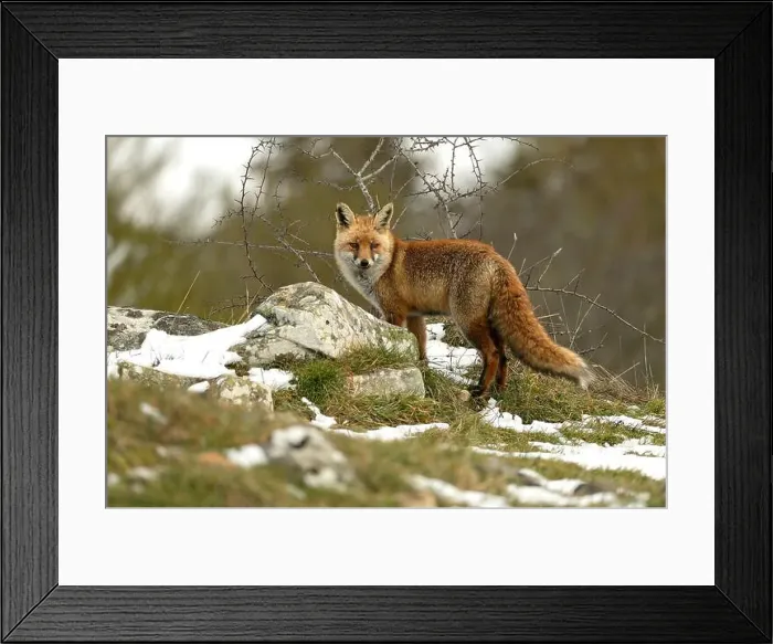 Framed Print : Red fox in a high mountain area on a very snowy day with the last light of a cold winter day Framed Print : Red fox in a high mountain area on a very snowy day with the last light of a cold winter day