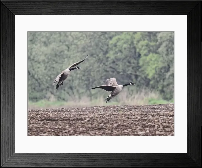 Framed Print : Goose Canada (Branta canadensis), coming in to land on ploughed field, Dumfries, SW Scotland Framed Print : Goose Canada (Branta canadensis), coming in to land on ploughed field, Dumfries, SW Scotland