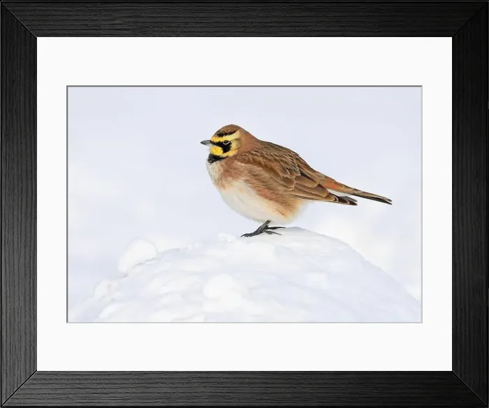 Framed Print : Horned lark perching snow in winter, Quebec, Canada Framed Print : Horned lark perching snow in winter, Quebec, Canada