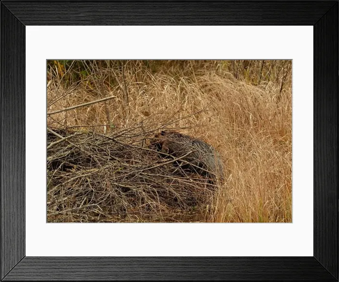 Framed Print : A wild North American beaver (Castor canadensis) Framed Print : A wild North American beaver (Castor canadensis)