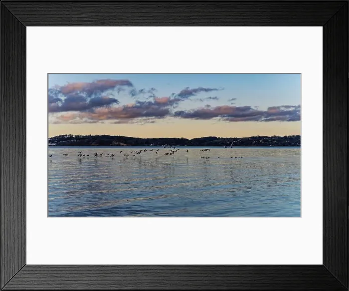 Framed Print : Peaceful fjord at dusk with flying birds and scenic shoreline in the background Framed Print : Peaceful fjord at dusk with flying birds and scenic shoreline in the background