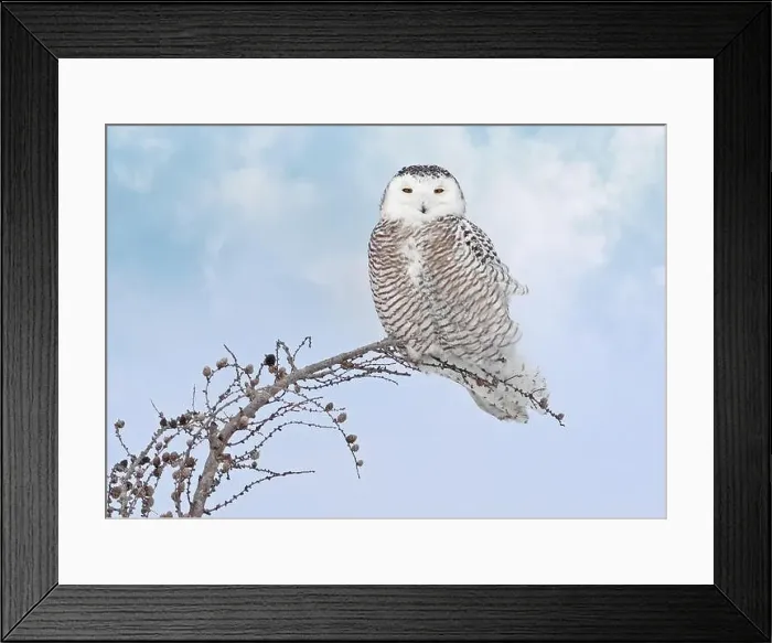 Framed Print : Snowy Owl female with blue cloudscape sky on the background in Quebec, Canada Framed Print : Snowy Owl female with blue cloudscape sky on the background in Quebec, Canada