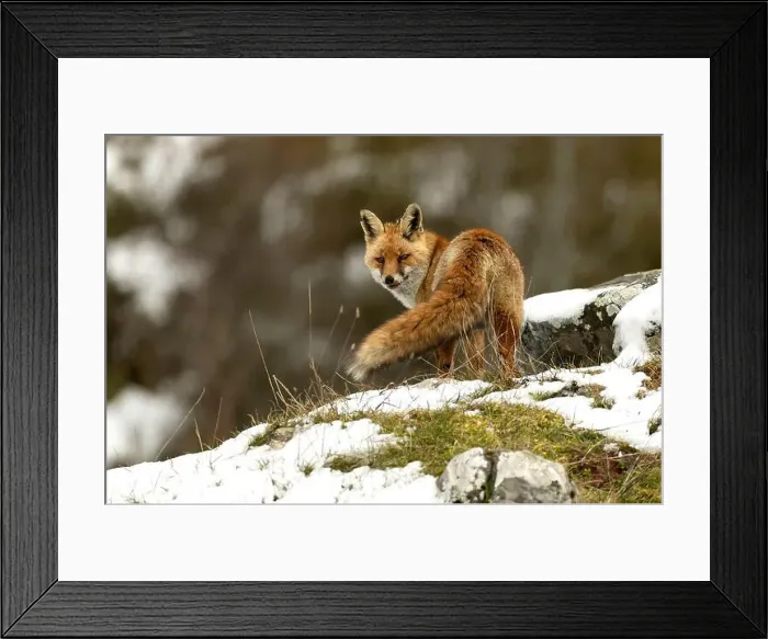Framed Print : Red fox in a high mountain area on a very snowy day with the last light of a cold winter day Framed Print : Red fox in a high mountain area on a very snowy day with the last light of a cold winter day