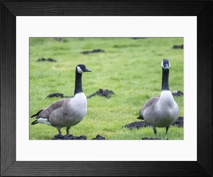 Framed Print : Two canada geese are standing on a grassy field with molehills, enjoying the natural environment Framed Print : Two canada geese are standing on a grassy field with molehills, enjoying the natural environment