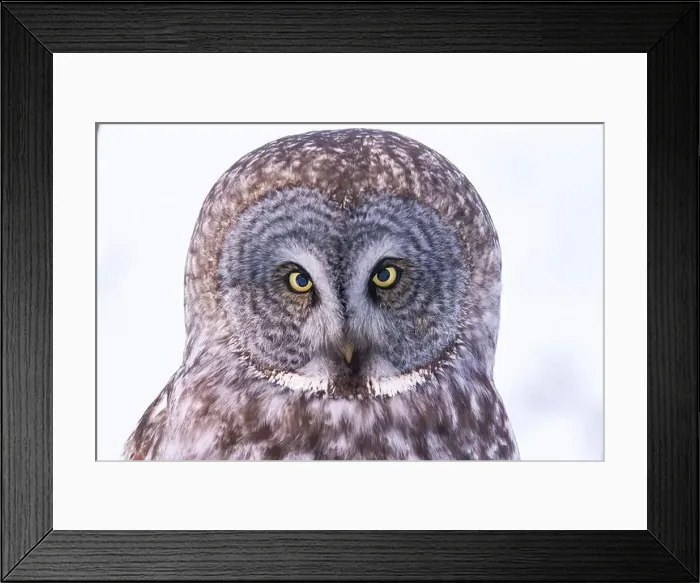 Framed Print : The great grey owl (Strix nebulosa) in winter