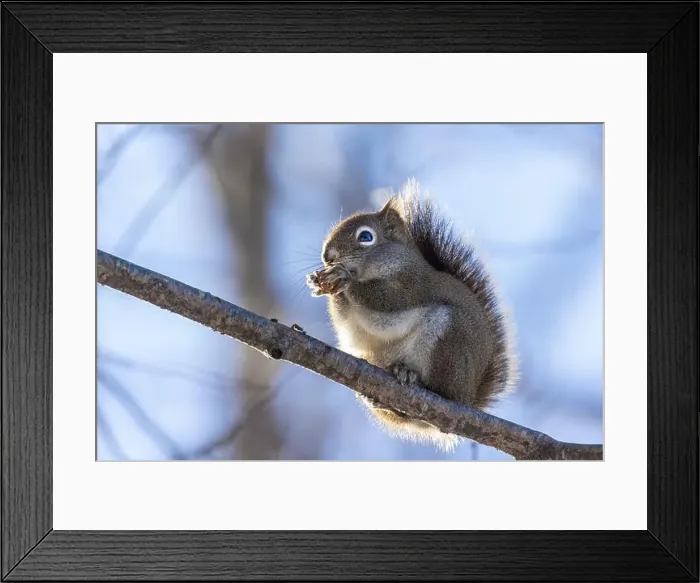 Framed Print : American red squirrel (Tamiasciurus hudsonicus) in winter Framed Print : American red squirrel (Tamiasciurus hudsonicus) in winter