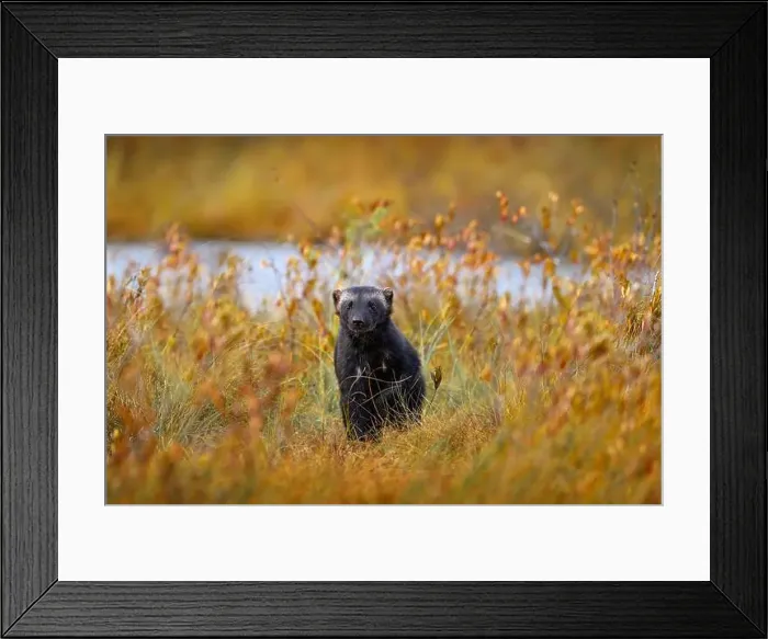 Framed Print : Wolverine in Finnish taiga. Wildlife scene from nature Framed Print : Wolverine in Finnish taiga. Wildlife scene from nature