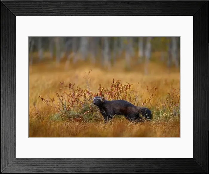 Framed Print : Wolverine in Finnish taiga. Wildlife scene from nature Framed Print : Wolverine in Finnish taiga. Wildlife scene from nature