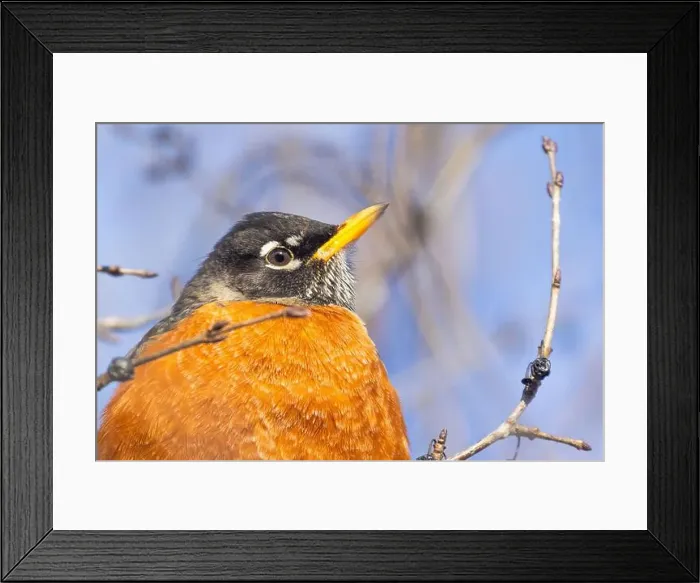 Framed Print : American robin (Turdus migratorius) in winter Framed Print : American robin (Turdus migratorius) in winter