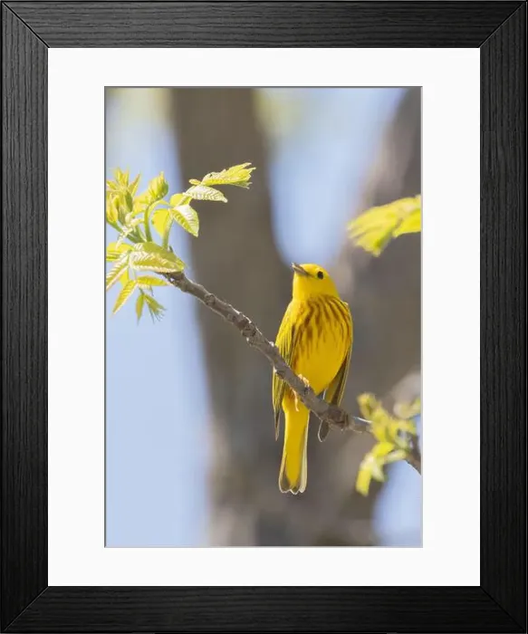 Framed Print : Male Yellow Warbler on a branch with spring foliage Framed Print : Male Yellow Warbler on a branch with spring foliage