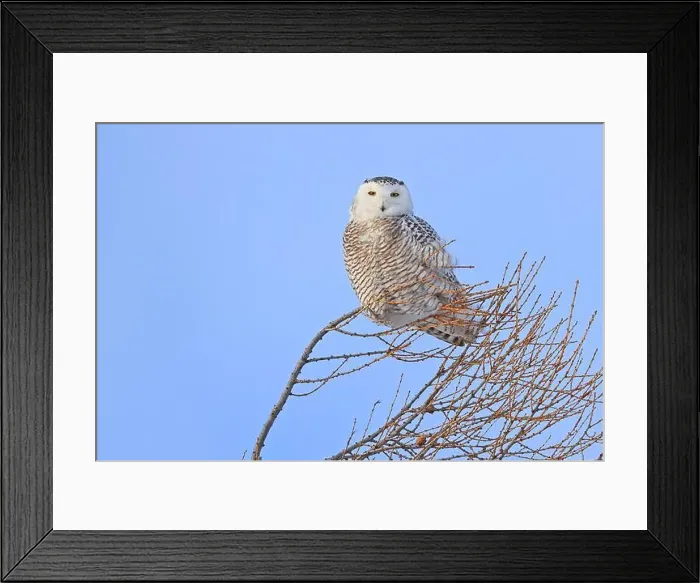 Framed Print : Snowy Owl female with blue cloudscape sky on the background in Quebec, Canada Framed Print : Snowy Owl female with blue cloudscape sky on the background in Quebec, Canada