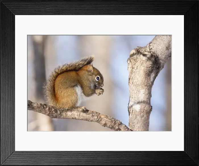 Framed Print : American red squirrel (Tamiasciurus hudsonicus) in winter Framed Print : American red squirrel (Tamiasciurus hudsonicus) in winter