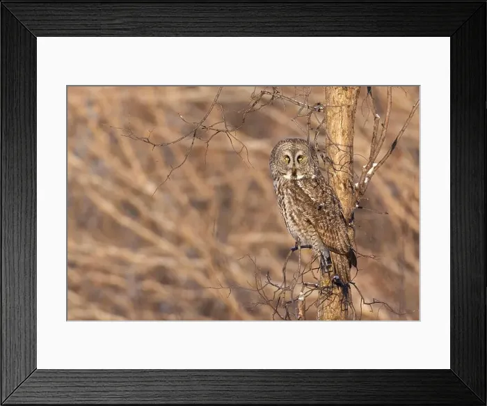 Framed Print : The great grey owl (Strix nebulosa) in winter Framed Print : The great grey owl (Strix nebulosa) in winter