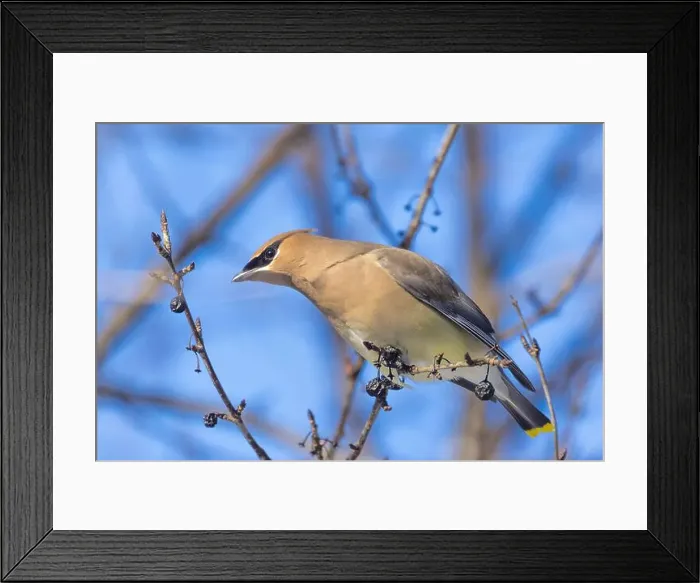 Framed Print : cedar waxwing (Bombycilla cedrorum) in winter