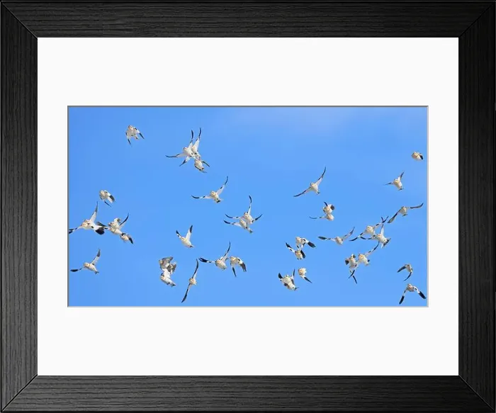 Framed Print : Snow bunting flying on a blue sky in Quebec, Canada Framed Print : Snow bunting flying on a blue sky in Quebec, Canada