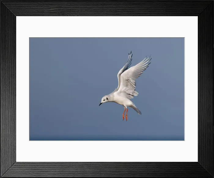 Framed Print : Bonaparte's Gull hovering in search of food - Lake Huron, Ontario, Canada Framed Print : Bonaparte's Gull hovering in search of food - Lake Huron, Ontario, Canada