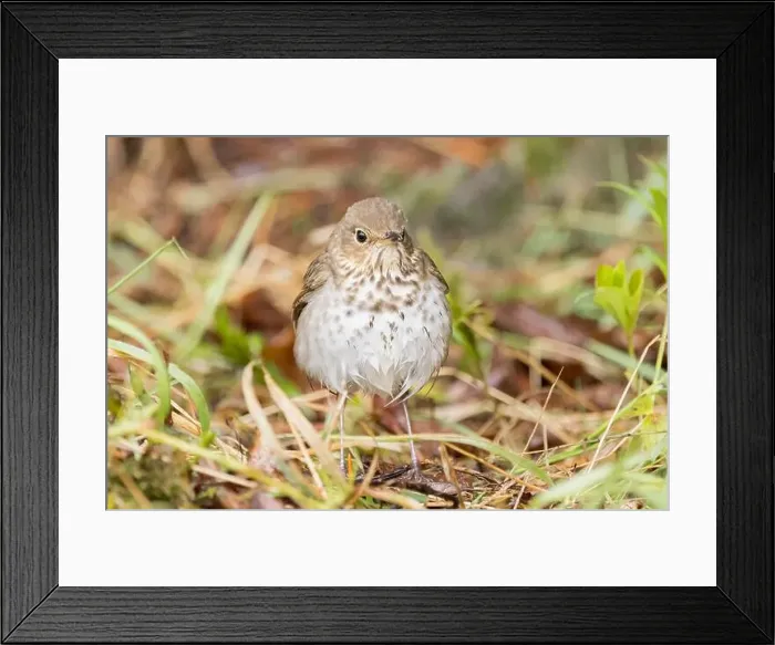 Framed Print : A Swainson's Thrush in Northern Saskatchewan Framed Print : A Swainson's Thrush in Northern Saskatchewan