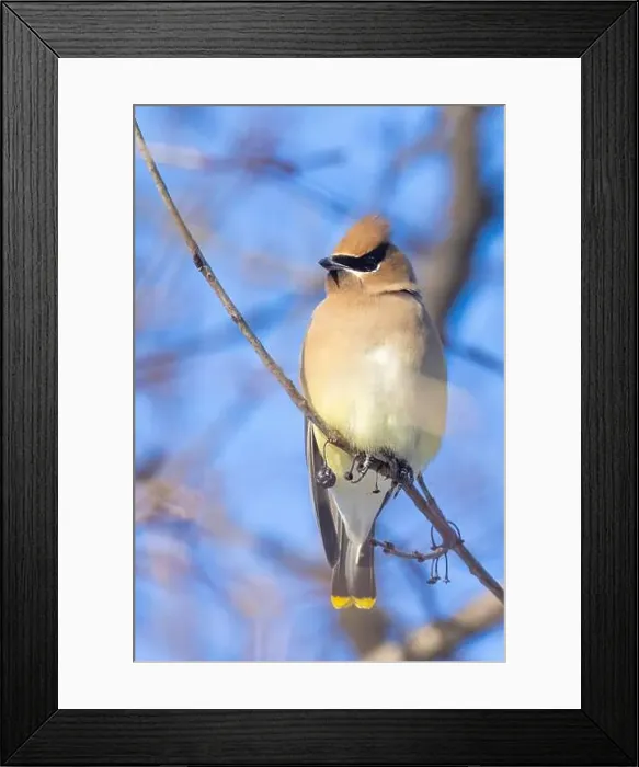 Framed Print : cedar waxwing (Bombycilla cedrorum) in winter